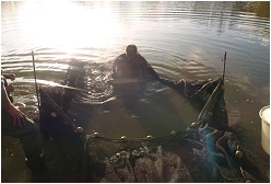 netting a carp lake
